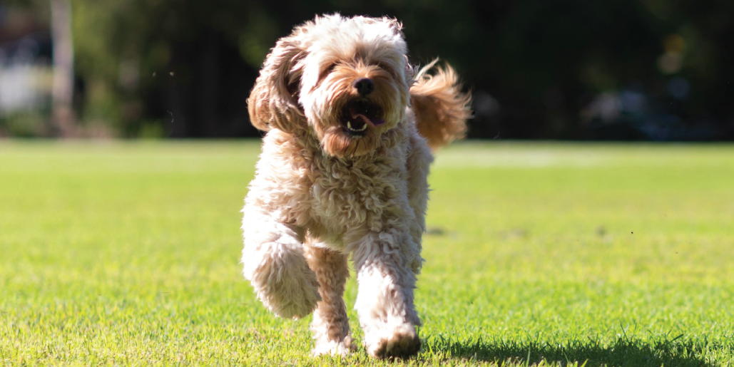 fenced off leash dog park