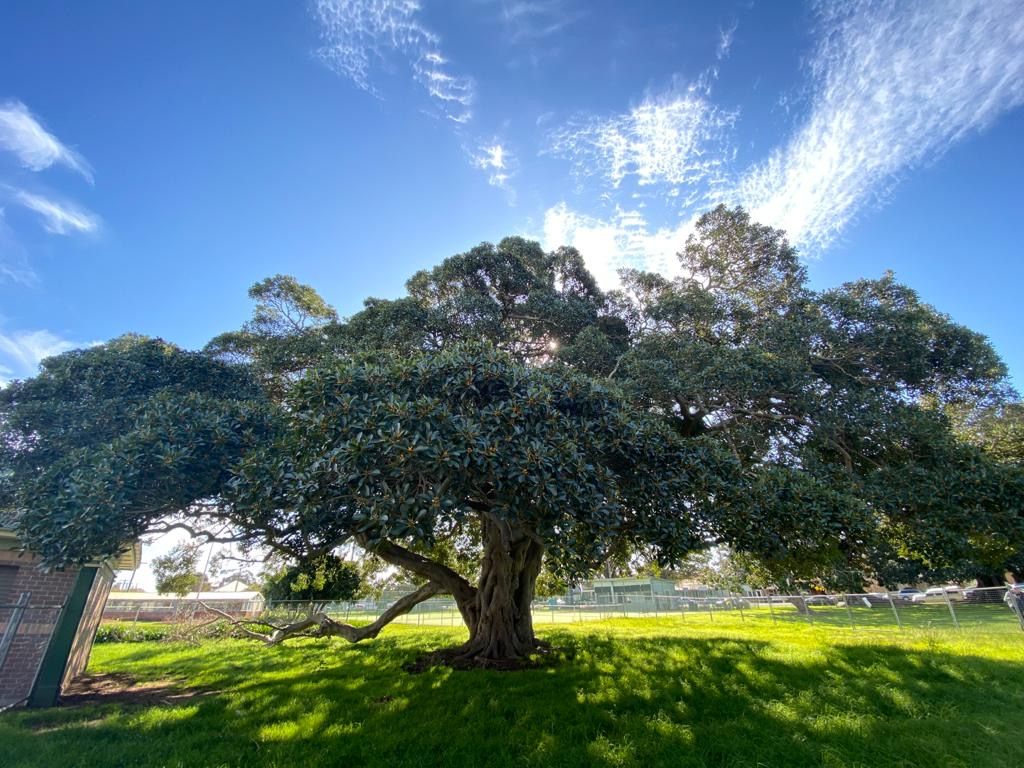 Historic-Gregson-Park-fig-tree-Hamilton-web.jpg