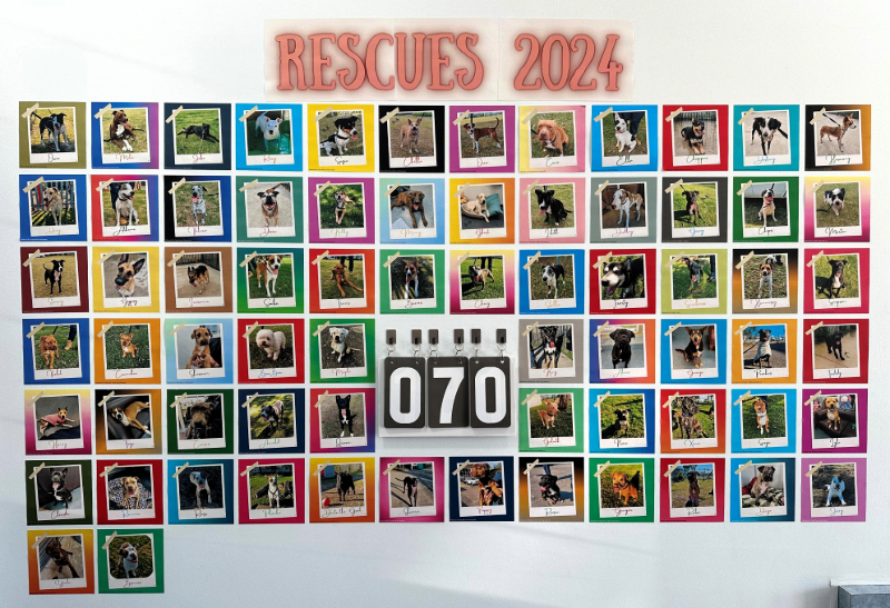 The rescue wall at City of Newcastle's Animal Facility at Tighes Hill.