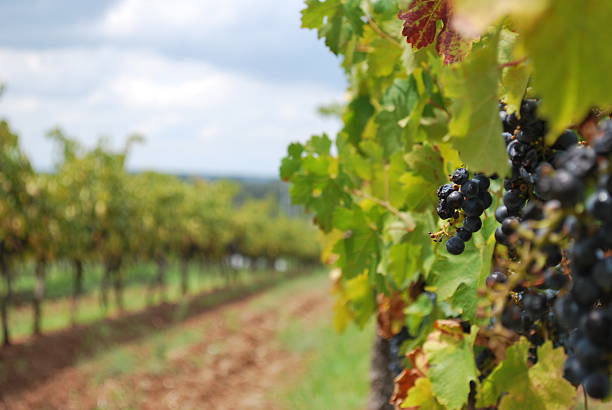 Grapevines in the Hunter Valley