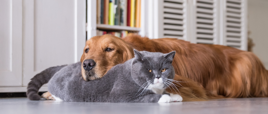 How to Care for a Senior Pet An Essential Guide#